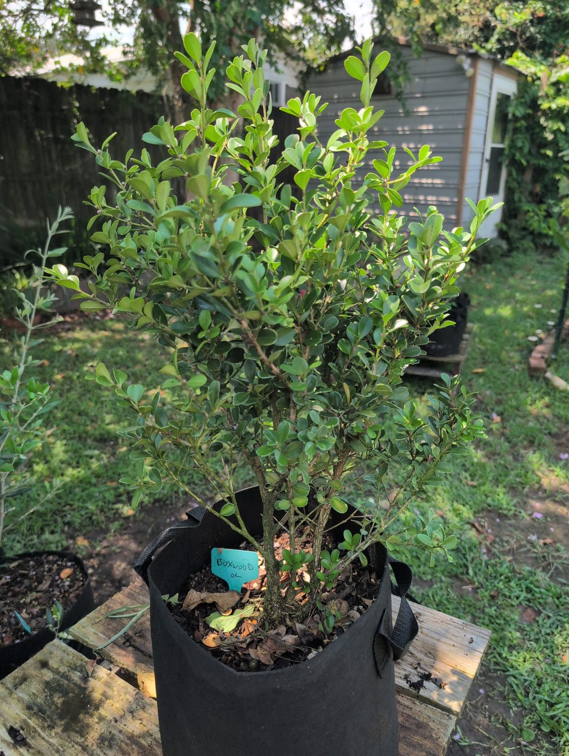 Japanese Boxwood 02 – Fertilized and Added Photo – My BonsAI