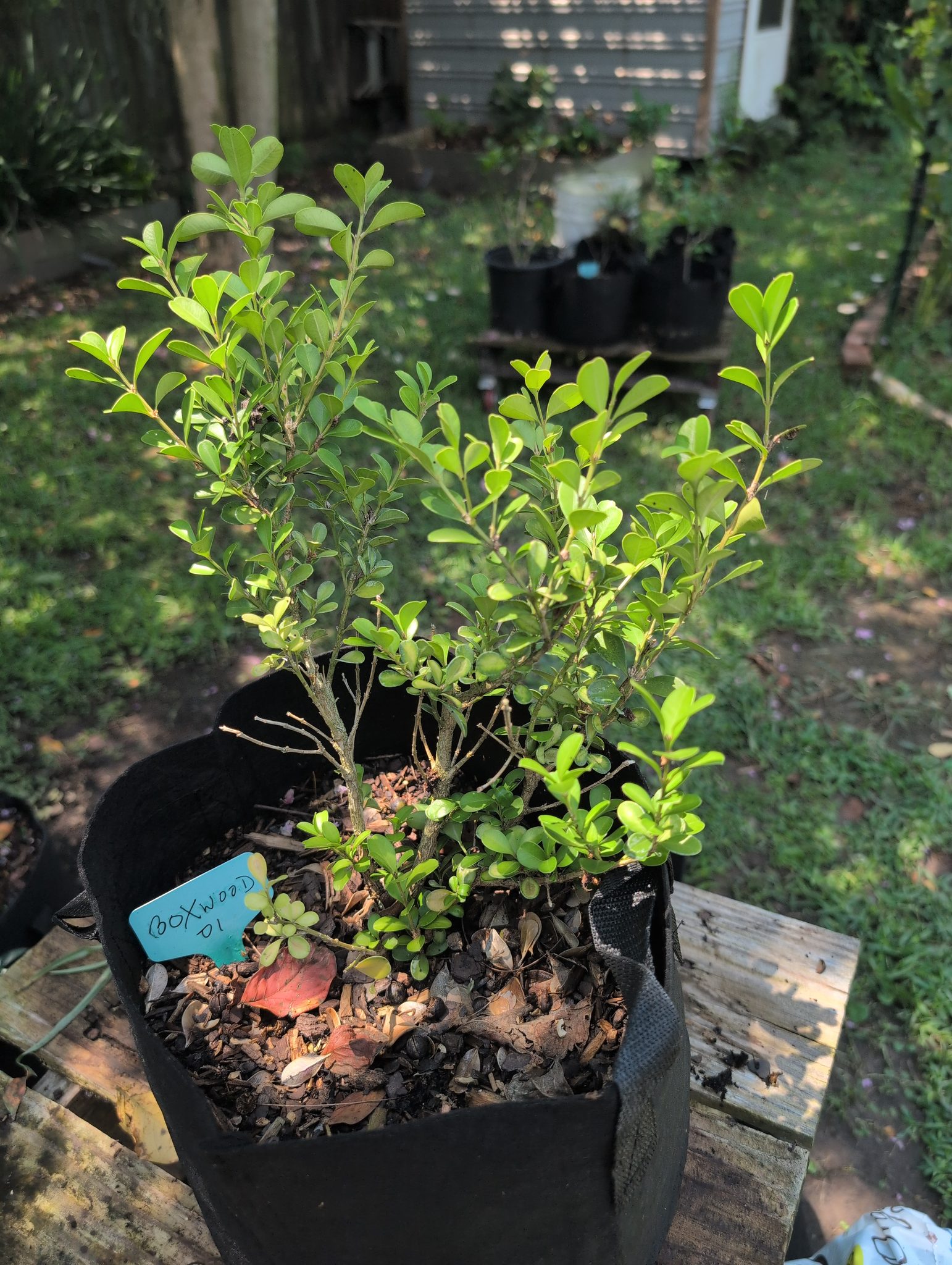 Japanese Boxwood 01 – Fertilized and Added Photo – My BonsAI